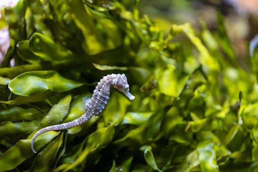 A detailed close-up of a seahorse camouflaged in vibrant green seaweed under the ocean.